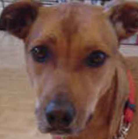 dog photos