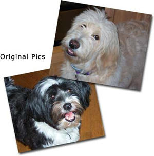 dog pictures