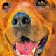 dog painting