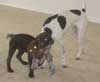 dogs