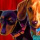 doxie portrait