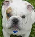 bulldog