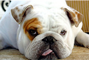bulldog pic