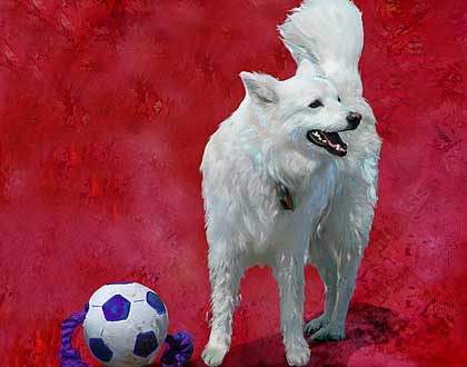 american eskimo dog