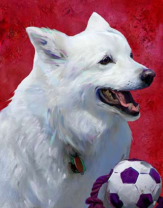 american eskimo pictures