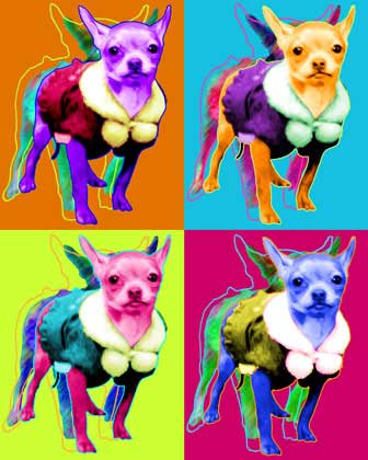 chihuahua portrait