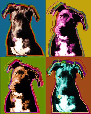 pit bull mix