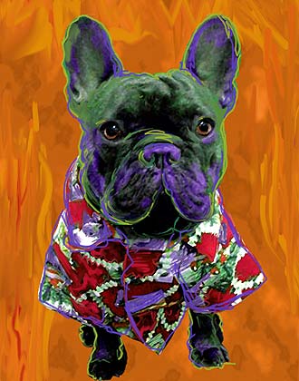 french bulldog