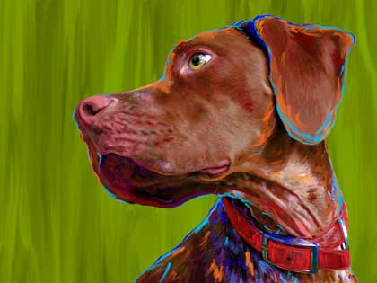 french pointer