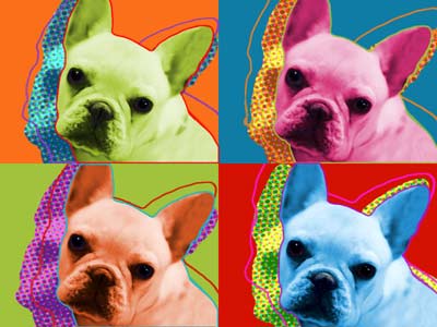 french bulldog picture