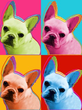 french bulldog pictures