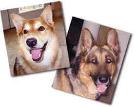 german shepherd pictures