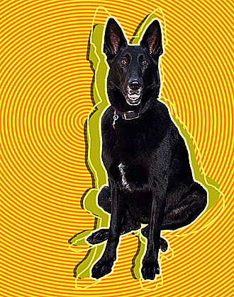 german shepherd art