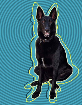 german shepherd art