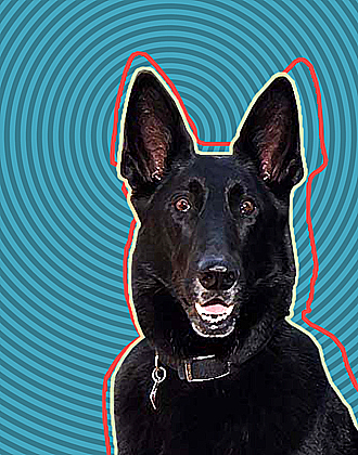 german shepherd art