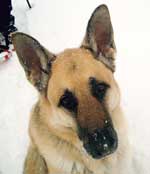 shepherd picture