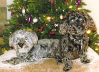 dog picture