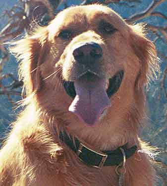 golden retriever picture