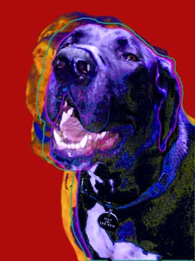 great dane