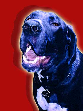 blue great dane