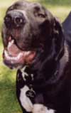 great dane picture