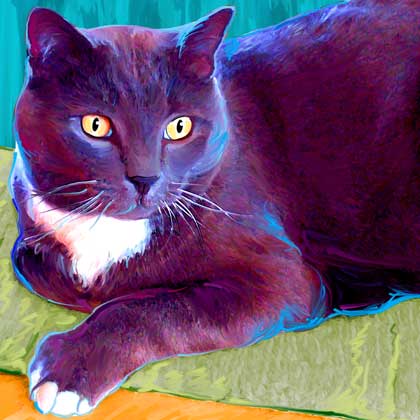 cat portrait