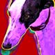 pop art greyhounds