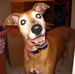 greyhound picture