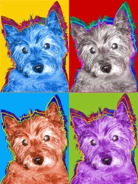 cairn terrier