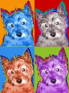 Cairn Terrier