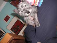 cairn terrier pictures