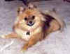 Pomeranian Picture