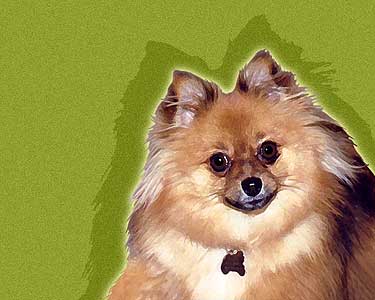 pomeranian art