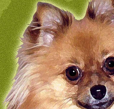pomeranian gifts