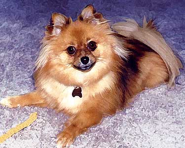 pomeranian gifts