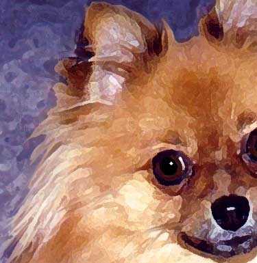 pomeranian art gifts