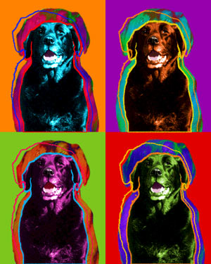 Black Lab art Picture
