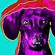 pop art dachshund