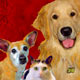 pets