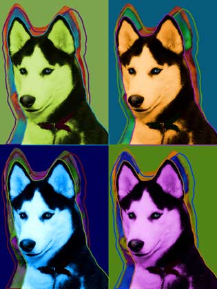 husky