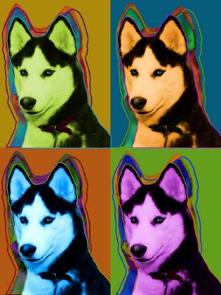 siberian husky picture