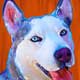 husky art