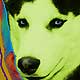 husky