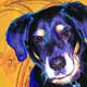 ian dog portrait