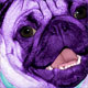pop art pet portrait