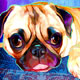 pet portrait