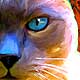 cat portraits