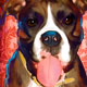 boxer portrait