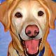 buddy pet portrait