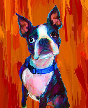 boston terrier art